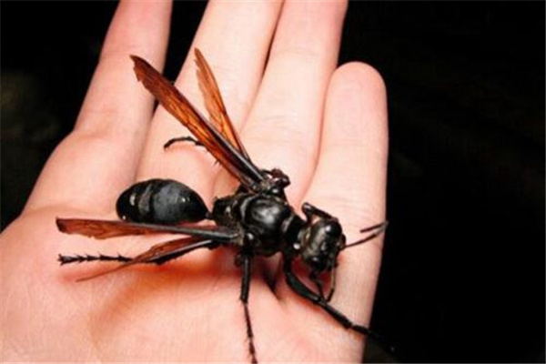热带雨林十大恐怖生物