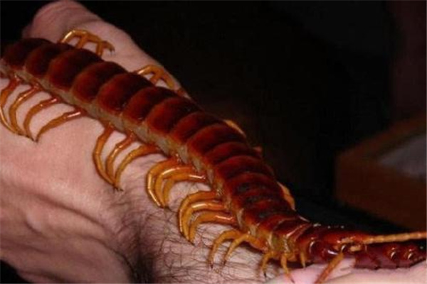 热带雨林十大恐怖生物
