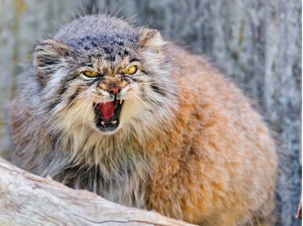 世界上最凶残的猫:帕拉斯猫极具攻击性
