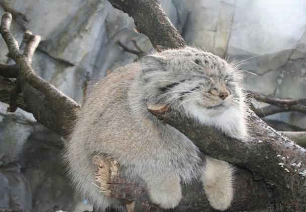世界上最凶残的猫:帕拉斯猫极具攻击性