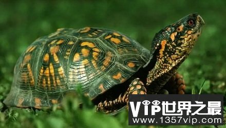 【V眼看世界】古人对乌龟有多推崇？