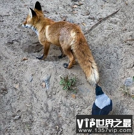 为什么鸦科鸟类有「扯尾巴」的习惯？