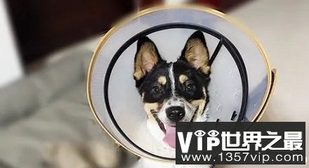 为什么"宠物防咬圈"又叫"伊丽莎白圈"? 为什么"宠物防咬圈"又叫"伊丽莎白圈"?