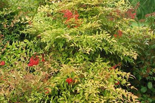 常见的十大室内观果植物：火棘、乳茄均榜上有名