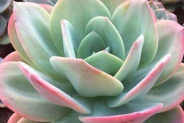 大型多肉植物排行榜前十名,中斑莲花掌排第一