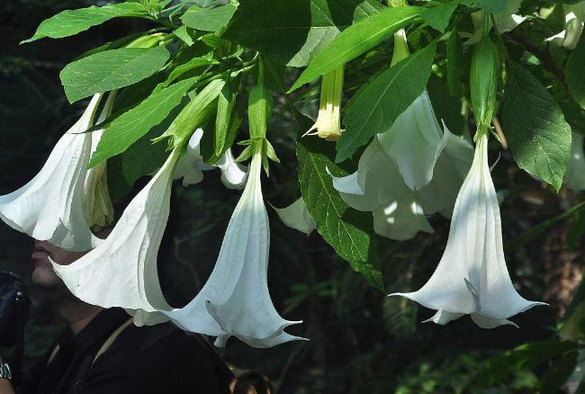 世界十大最危险植物：蓖麻、鸡母珠双双入榜！