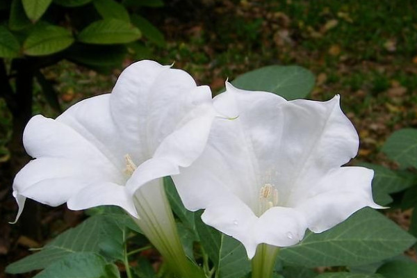 家庭不宜养的十大不吉利花：昙花第七，夹竹桃居第三