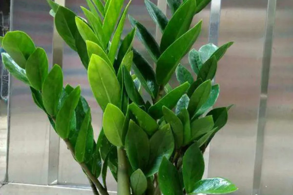 十种适合室内养的花：蟹爪兰和山茶花双双入榜