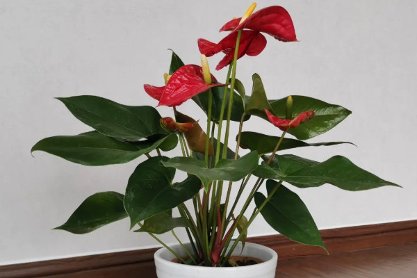 阳台养十种花最好旺财:阳台放什么植物最旺财?