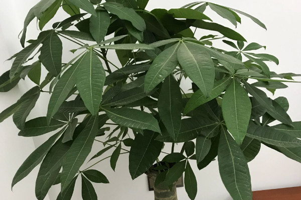 阳台养十种花最好旺财:阳台放什么植物最旺财?