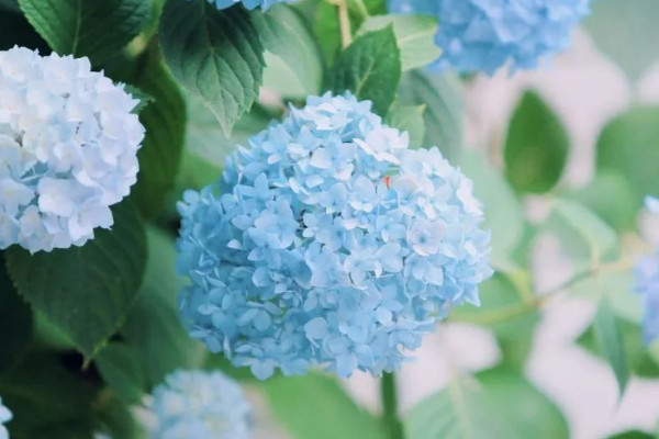 佛前供花一般有哪些花?适合在佛堂供奉的鲜花