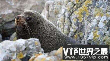 为什么南极的科学家要扇海豹耳光？