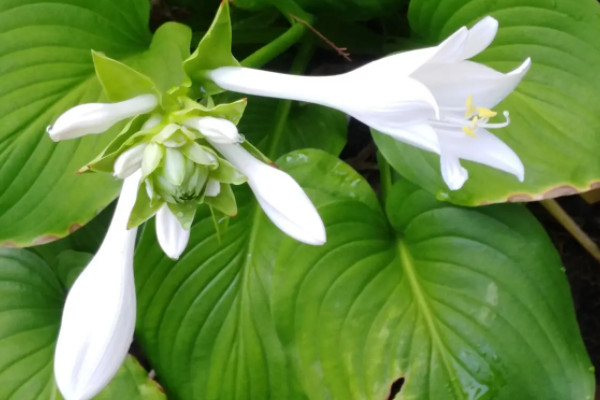 最耐阴的十大漂亮植物：蝴蝶兰榜上有名，你养了吗？