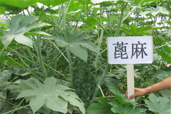 世界十大毒王植物，乌头被称为“毒药女王” 5300tv.com世界之最