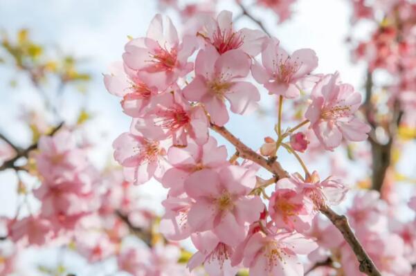 樱花 樱花