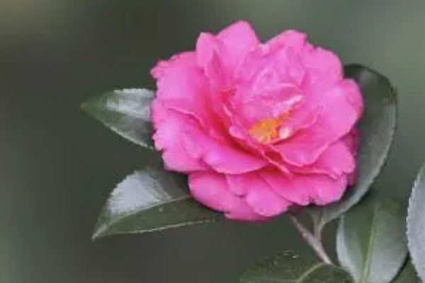 最好看的十大名贵茶花 世界之最www.5300tv.com