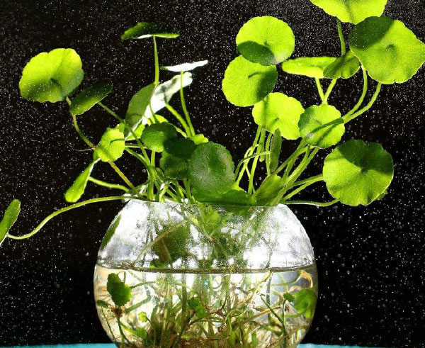 十大水培植物排行榜 最适合水培的盆栽排名