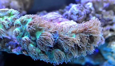 为什么说珊瑚虫是动物？