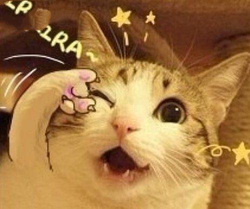 抖音十大网红猫