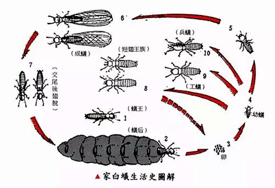 为什么家里会有白蚁,家里有白蚁怎么办