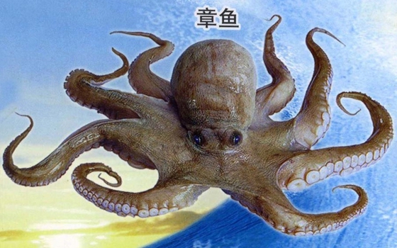 章鱼有身子吗？章鱼的身体结构是怎样的