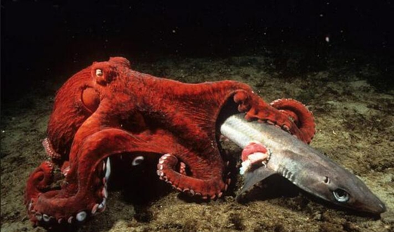 世界上最大的章鱼