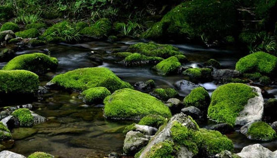 苔藓能养吗？_苔藓怎么养？_苔藓是什么样的？