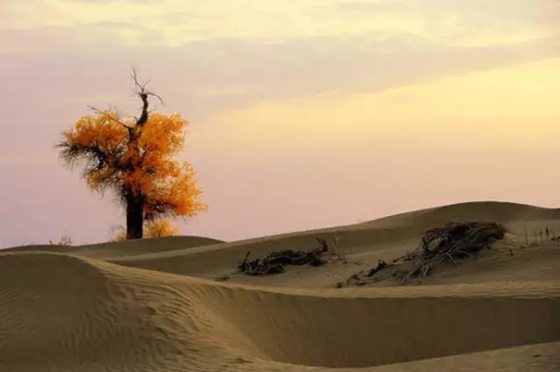胡杨为什么能在沙漠里生存？