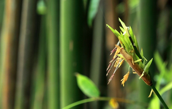 竹子会开花吗？竹子开花是不吉利吗？