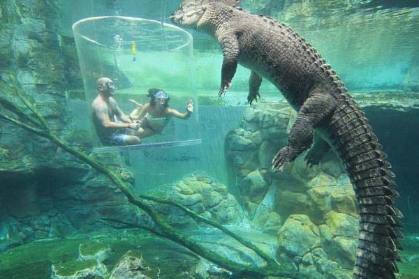 鳄鱼中体型最大的物种，咸水鳄体长可达7米