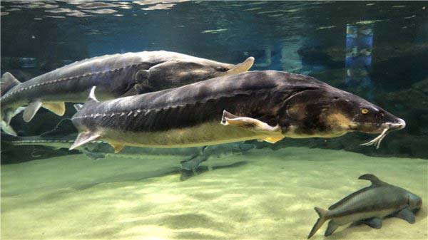 长江中体型最大的鱼，中华鲟最长达5米