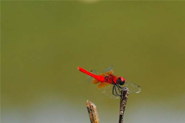 世界上最小的蜻蜓，侏红小蜻体长不足15毫米