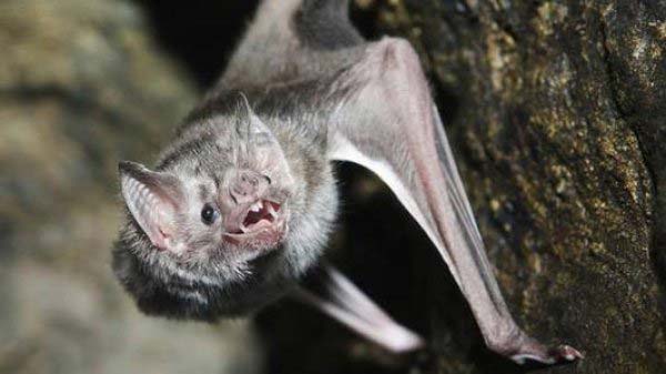 世界上最恐怖的蝙蝠，吸血蝙蝠靠吸血为生