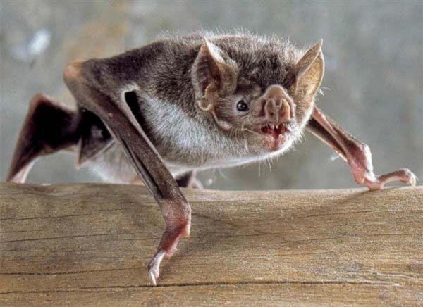 世界上最恐怖的蝙蝠，吸血蝙蝠靠吸血为生