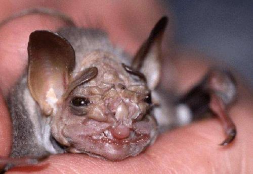 世界五大恐怖蝙蝠排名，兔唇蝠排第一名