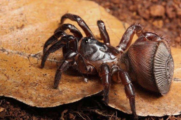 世界上最稀有的蜘蛛，里氏盘蜘蛛外形似铜钱
