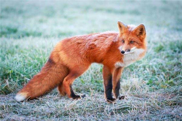 世界上最专情的动物，狐狸对配偶从一而终