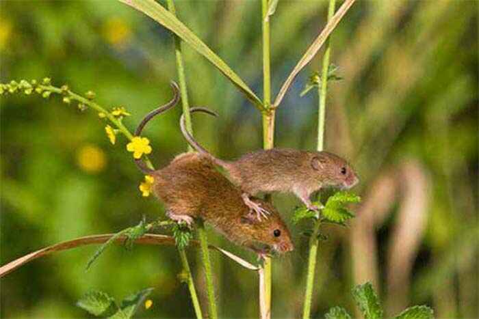 全世界最小的老鼠，燕麦鼠身长仅6厘米