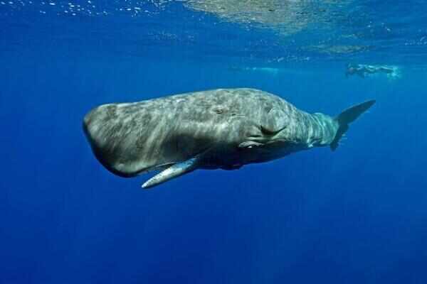世界十大巨型动物：湾鳄排第十，蓝鲸登顶第一