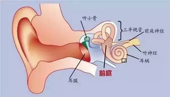 为什么晕车的人开车不晕车？开车不晕车坐车会晕车的原因