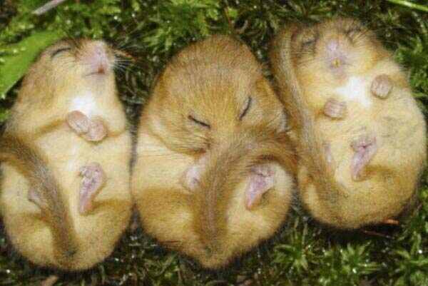 世界最能睡的十大动物：松鼠垫底，考拉得第一