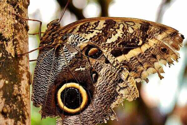中国最常见的十大蝴蝶种类：弄蝶科高居榜首