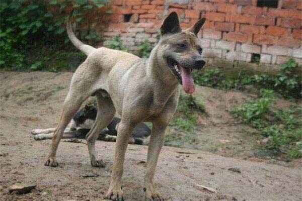 中国十大猎犬：生性凶猛，看家护院好帮手