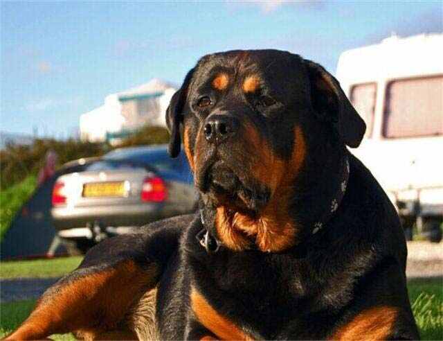 世界最有名的恶犬是哪种？世界十大恶犬排名
