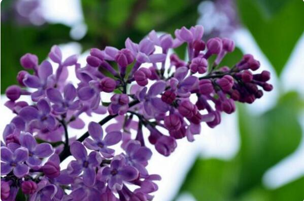 世界十大最香的花卉——丁香花