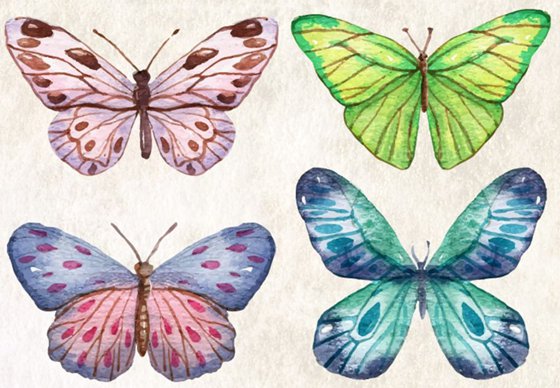 蝴蝶的翅膀为什么五颜六色？