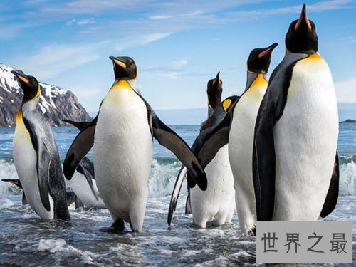 世界上最大的企鹅，身型竟高达两米。