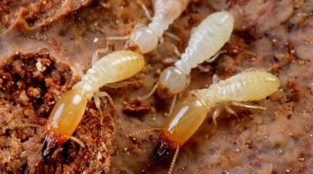 白蚁能吃掉金属吗？