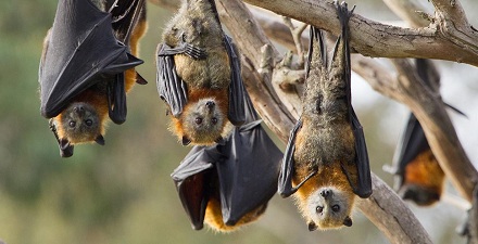 蝙蝠能把自身体温降到冰点是真的吗？
