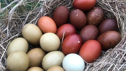 草鸡蛋比洋鸡蛋更有营养吗？“红皮鸡蛋”更有营养吗？